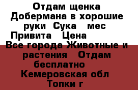 Отдам щенка Добермана в хорошие руки. Сука 5 мес. Привита › Цена ­ 5 000 - Все города Животные и растения » Отдам бесплатно   . Кемеровская обл.,Топки г.